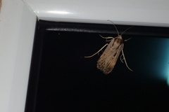 Tathorhynchus exsiccata