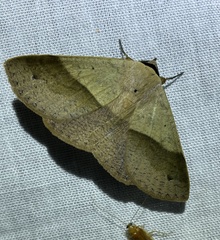 Ophyx ochroptera