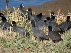 Fulica atra