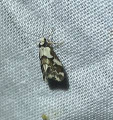 Philenora chionastis