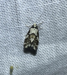 Philenora chionastis