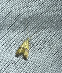 Crocanthes prasinopis