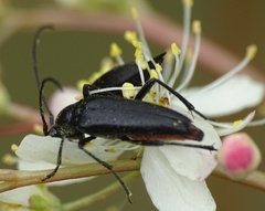 Stenurella nigra