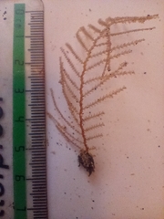 Abietinaria