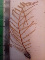 Abietinaria