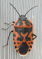 Eurydema ventralis