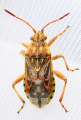 Stictopleurus crassicornis