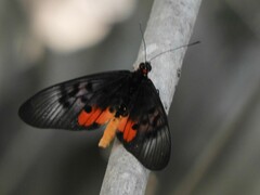 Acraea egina