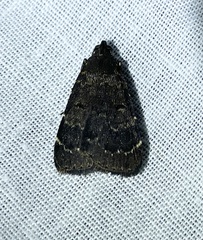 Hydrillodes funestalis