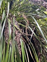 Machaerina sinclairii