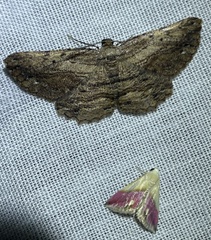 Eublemma cochylioides