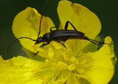 Stenurella nigra