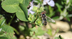 Austroscaeva melanostoma