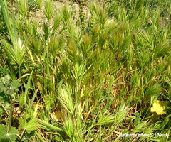 Bromus rubens