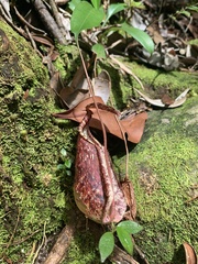 Nepenthes rafflesiana
