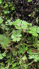 Hydrocotyle dissecta