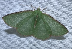 Eucyclodes metaspila