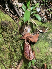 Nepenthes rafflesiana