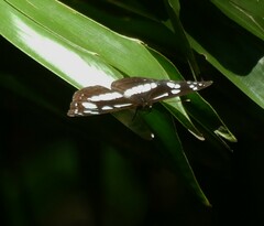Phaedyma shepherdi