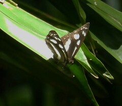 Phaedyma shepherdi
