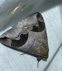 Bastilla solomonensis