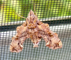 Neogurelca sonorensis