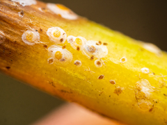 Aspidiotus hedericola