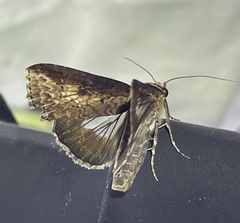 Lophoptera vittigera