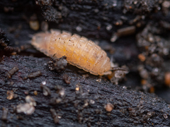 Haplophthalmus danicus