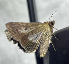 Lophoptera vittigera
