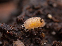 Haplophthalmus danicus