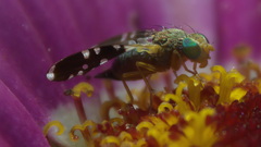 Spathulina acroleuca