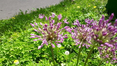 Allium rosenorum