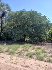 Sclerocarya birrea