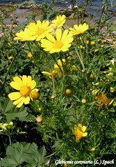 Glebionis coronaria