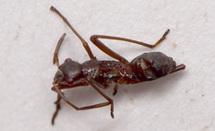 Alydus calcaratus