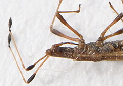 Berytinus