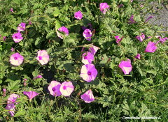 Convolvulus althaeoides