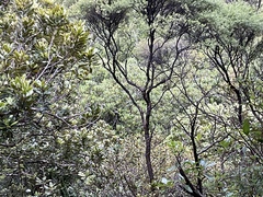 Beilschmiedia tarairi