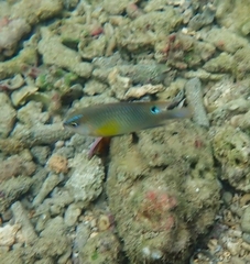 Chrysiptera unimaculata