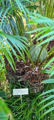 Cycas hainanensis