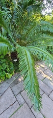 Cycas hainanensis