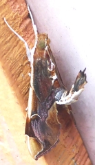 Agathodes ostentalis