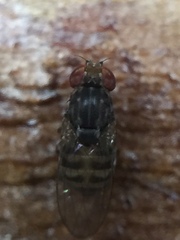 Scaptodrosophila