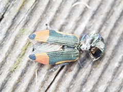 Castiarina kerremansi