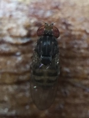 Scaptodrosophila