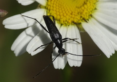 Stenurella nigra