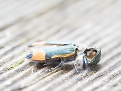 Castiarina kerremansi