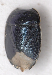 Canthophorus