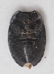 Canthophorus
